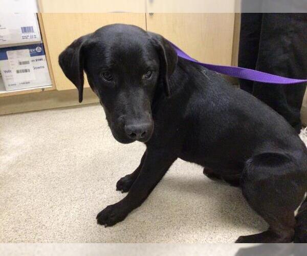 Medium Photo #1 Labrador Retriever-Unknown Mix Puppy For Sale in Riverside, CA, USA