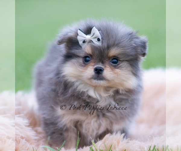 Medium Photo #50 Pomeranian Puppy For Sale in WARSAW, IN, USA