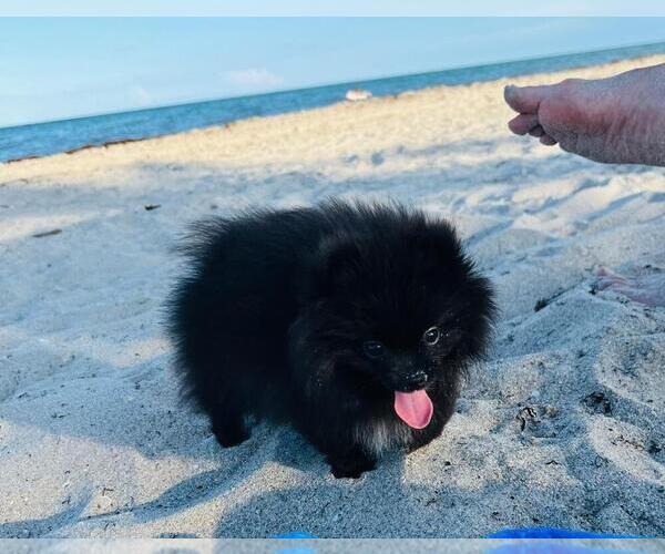Medium Photo #2 Pomeranian Puppy For Sale in SUNNY ISL BCH, FL, USA