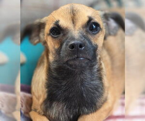 Freddie - Male Chiweenie Dog for Adoption - Photo #6
