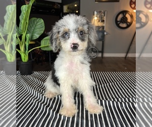 Bernedoodle (Miniature) Dog for Adoption in FRANKLIN, Indiana USA