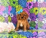 Small Photo #3 Cavalier King Charles Spaniel Puppy For Sale in QUARRYVILLE, PA, USA