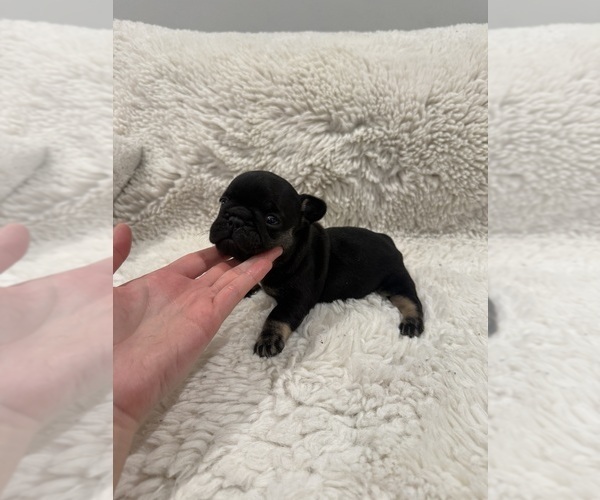 Medium Photo #3 French Bulldog Puppy For Sale in KALISPELL, MT, USA