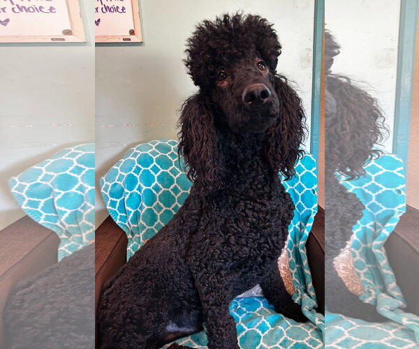 Medium Photo #3 Poodle (Standard) Puppy For Sale in Pacolet, SC, USA