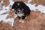 Small Photo #1 Miniature Australian Shepherd Puppy For Sale in GRAND JUNCTION, CO, USA