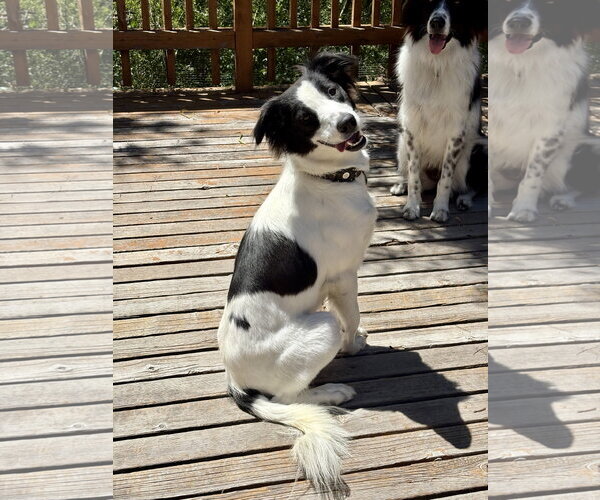 Medium Photo #3 Border Collie-Unknown Mix Puppy For Sale in Paso Robles, CA, USA