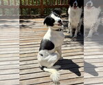 Small #2 Border Collie Mix