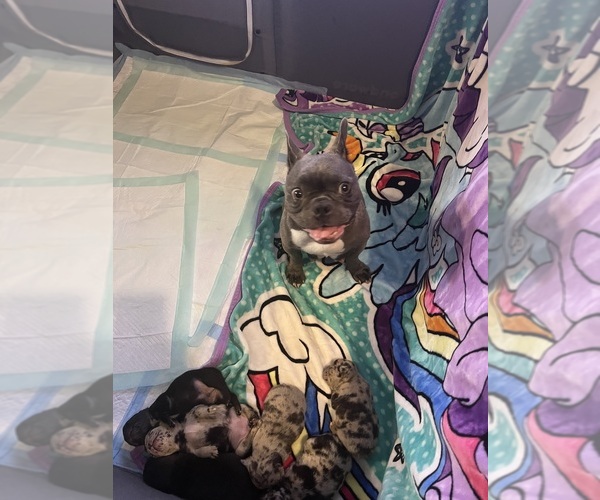 Medium Photo #17 French Bulldog Puppy For Sale in OCALA, FL, USA