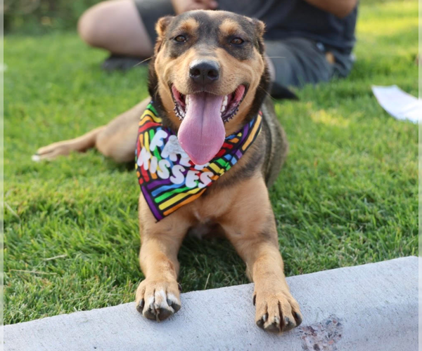 Medium Photo #14 Mutt Puppy For Sale in Brooklyn Center, MN, USA