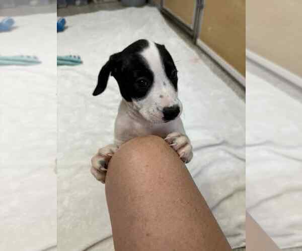 Medium Photo #4 American Boston Bull Terrier Puppy For Sale in Mechanicsburg, PA, USA