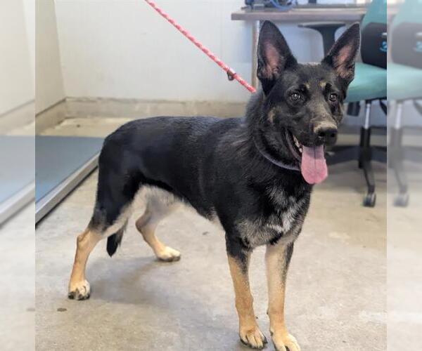 Medium Photo #1 German Shepherd Dog Puppy For Sale in Camarillo, CA, USA