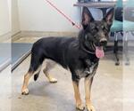 Small German Shepherd Dog
