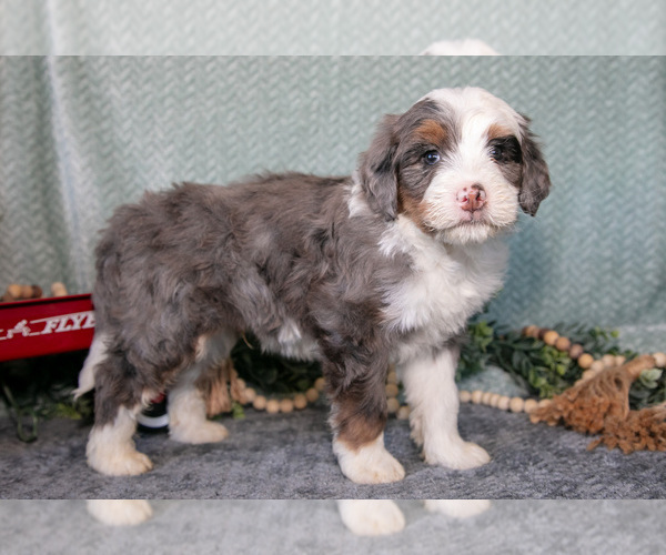 Medium Photo #1 Bernedoodle (Miniature) Puppy For Sale in APPLE CREEK, OH, USA