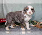 Puppy Turbo Bernedoodle (Miniature)