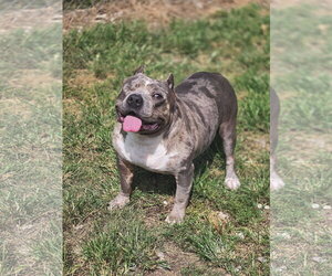 Mutt Dogs for adoption in Crandall, GA, USA