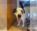 Small #1 Mutt