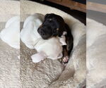 Small #5 American Pit Bull Terrier