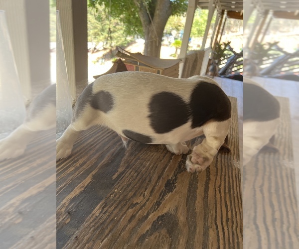 Medium Photo #12 Basset Hound Puppy For Sale in SQUAW VALLEY, CA, USA
