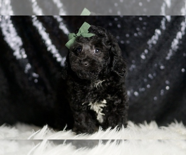 Medium Photo #3 Poodle (Miniature) Puppy For Sale in WARSAW, IN, USA