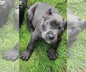 Medium Cane Corso