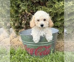 Small #2 Bichpoo