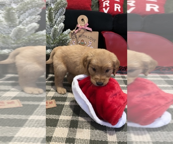 Medium Photo #3 Golden Retriever Puppy For Sale in LAKELAND, FL, USA