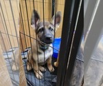 Small #5 German Shepherd Dog