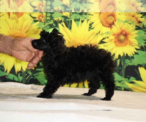Medium Photo #19 Poodle (Toy) Puppy For Sale in DYERSBURG, TN, USA