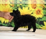 Melina - Female Poodle (Toy) Puppy for Sale - Photo #19