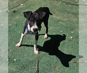 Mutt Dogs for adoption in Woodbury, NY, USA