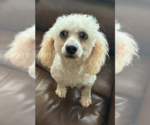 Small Poodle (Miniature) Mix