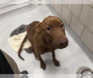 Labrador Retriever-Unknown Mix Dogs for adoption in Grand Prairie, TX, USA