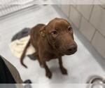 Small Labrador Retriever Mix