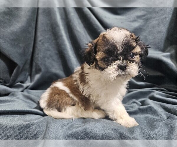 Medium Photo #20 Shih Tzu Puppy For Sale in MIAMI, FL, USA