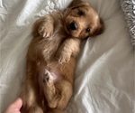Small #6 Dachshund