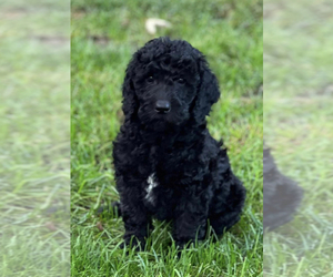 Australian Labradoodle Puppy for sale in PASADENA, MD, USA