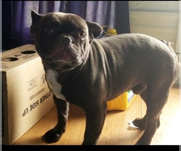 Medium Photo #1 French Bulldog Puppy For Sale in OCONTO, WI, USA