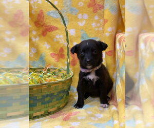 Labrador Retriever-Unknown Mix Dogs for adoption in Duluth, MN, USA