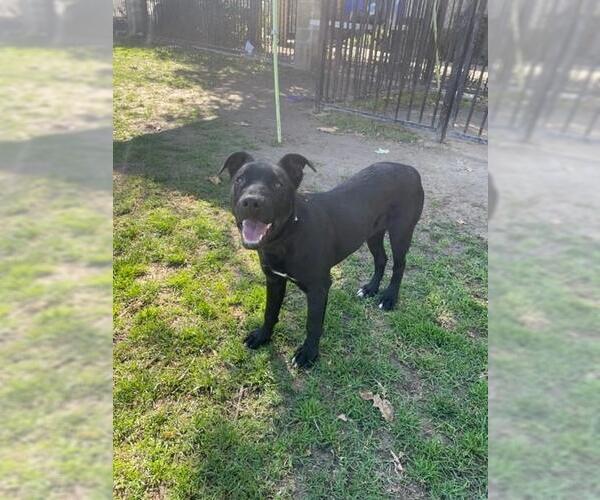 Medium Photo #1 Labrador Retriever-Unknown Mix Puppy For Sale in Riverside, CA, USA