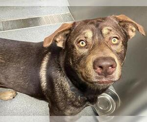 Sheprador Dogs for adoption in Orange, CA, USA