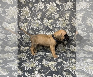 Cane Corso Puppy for sale in LANSDOWNE, PA, USA