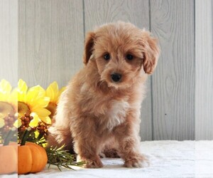 Cavachon-Poodle (Miniature) Mix Puppy for sale in GORDONVILLE, PA, USA