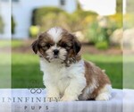 Small #2 Shih Tzu