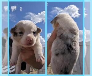 Welsh Cardigan Corgi Puppy for sale in KEENESBURG, CO, USA