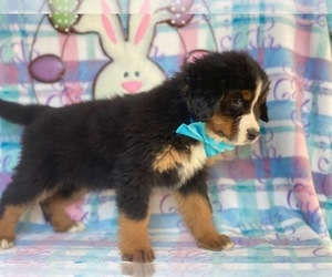 Bernese Mountain Dog-Labrador Retriever Mix Puppy for sale in LANCASTER, PA, USA