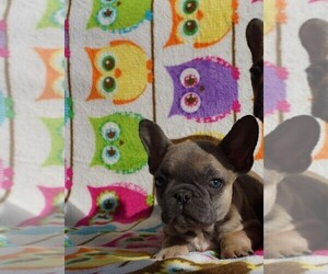 French Bulldog Puppy for sale in TAMPA, FL, USA