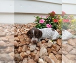 Small Photo #16 Dachshund Puppy For Sale in MULBERRY GROVE, IL, USA