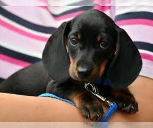 Dachshund Puppy for sale in HOUSTON, TX, USA