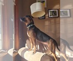 Small #2 English Bullweiler