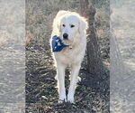 Small #6 Great Pyrenees